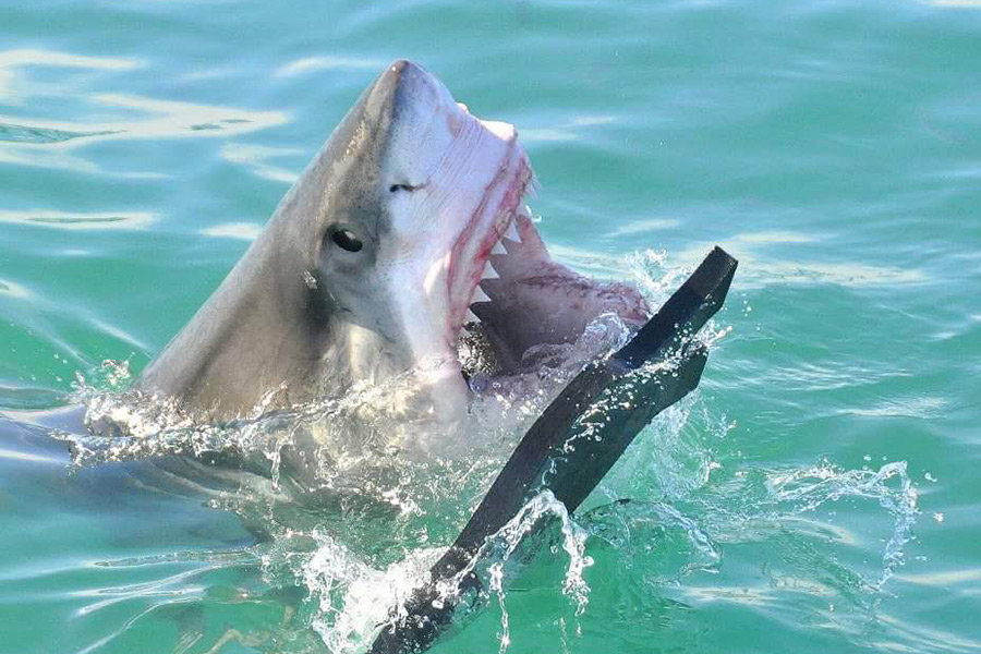 wildtrackers shark cage wine tours