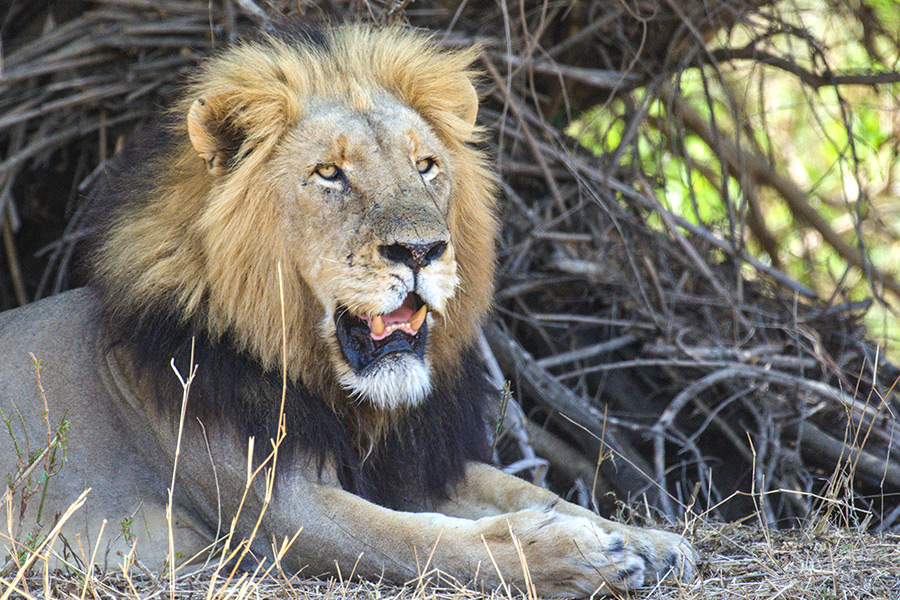 wildtrackers safari wine tours